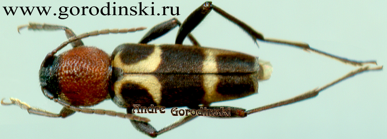 http://www.gorodinski.ru/cerambyx/Xylotrechus rufilius.jpg